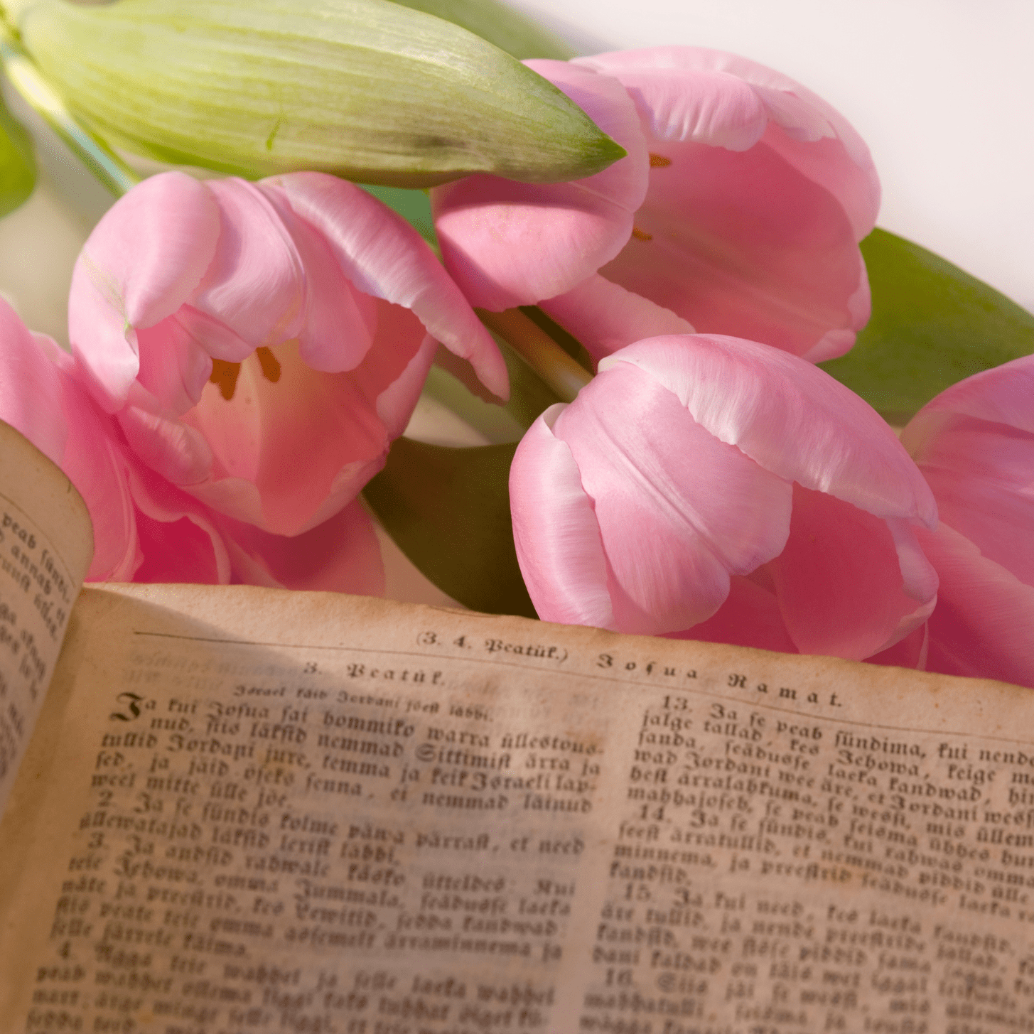 roses and a bible